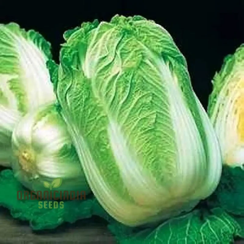 Wong Bok Seeds - Premium Quality Seeds for Planting in Your Garden