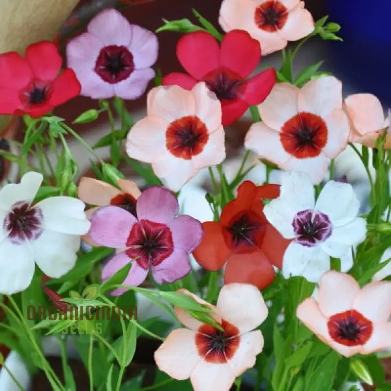 Linum Charmer Extra Mixture Flower Seeds For Planting, Vibrant and Varied Linum Flowers for a Stunning Garden Display