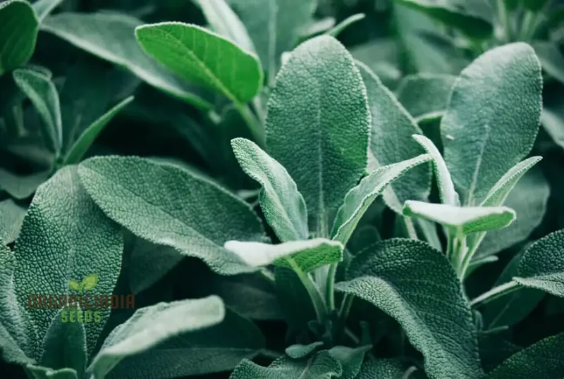 Sage Broadleaf Seeds – Premium Quality for Planting Success