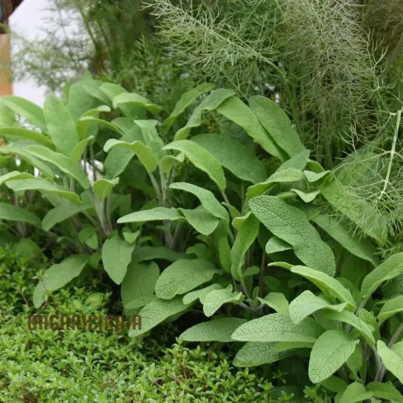 Sage Broadleaf Seeds – Premium Quality for Planting Success