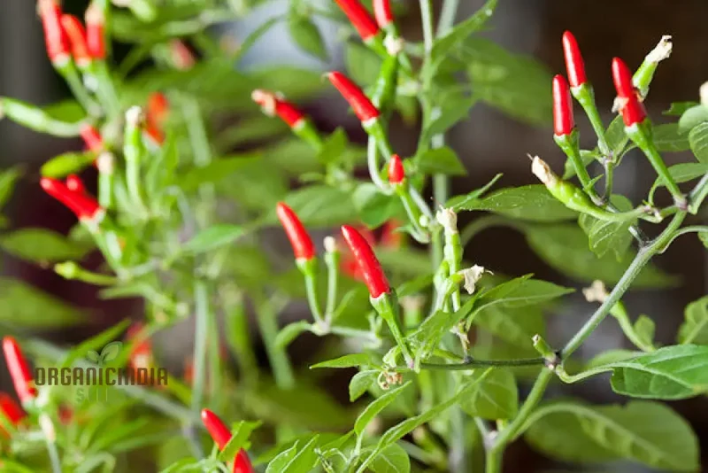Hot Pepper Demon Red Vegetable Seeds for Planting, Premium Quality Seeds for Home Gardening