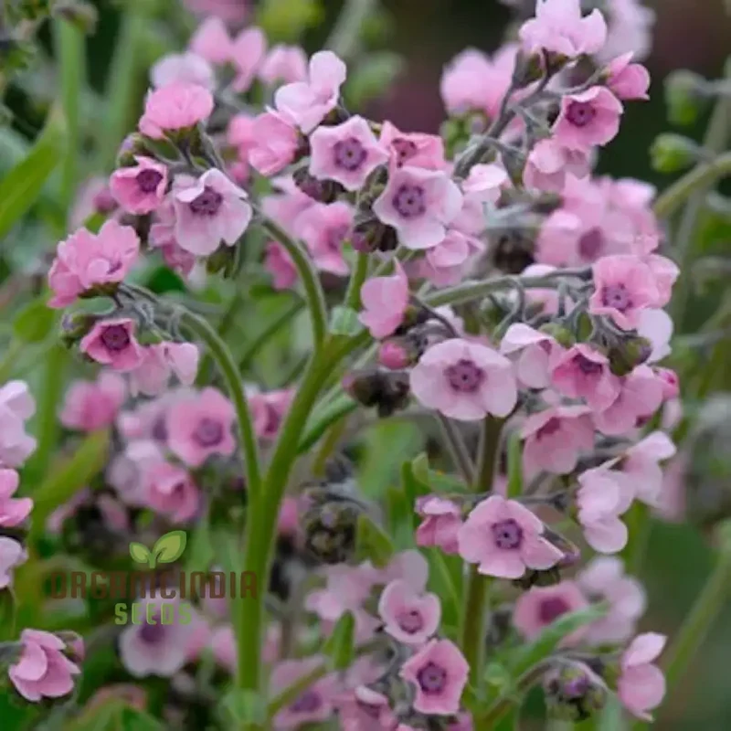 Cynoglossum Mystery Rose Flower Seeds For Planting, Beautiful Rose-Colored Cynoglossum for a Unique Garden Display
