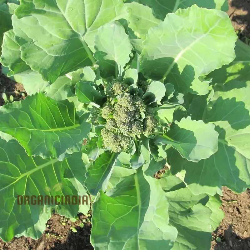 Hong Kong Broccoli Seeds for Gardening - Premium Quality Seeds for Your Vegetable Garden