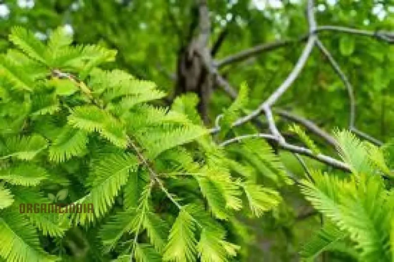 Dawn Redwood Seeds - Metasequoia Glyptostroboides for Planting in Gardens | Rare Tree Seeds