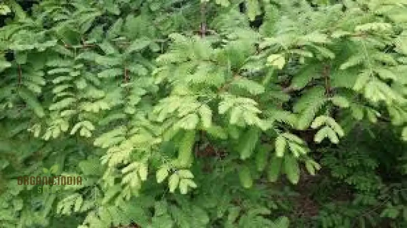 Dawn Redwood Seeds - Metasequoia Glyptostroboides for Planting in Gardens | Rare Tree Seeds