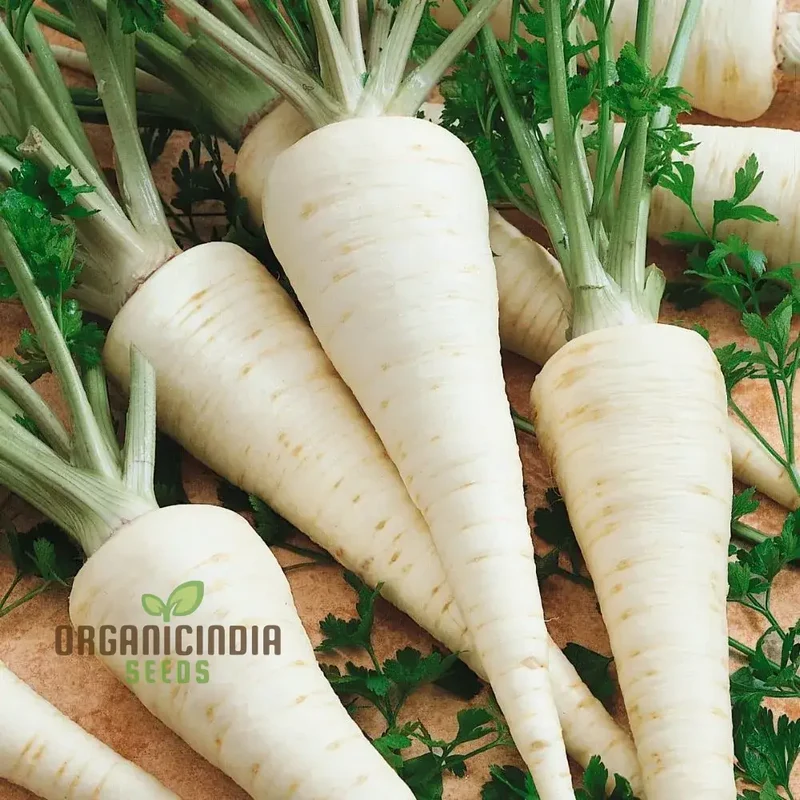 Hamburg Parsley Vegetable Seeds for planting, Heirloom Quality Seeds for Home Garden