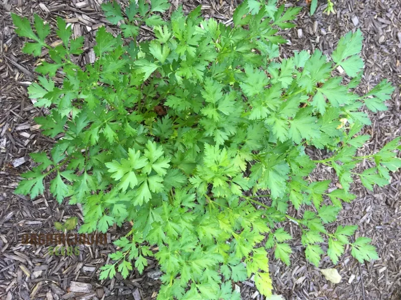 Hamburg Parsley Vegetable Seeds for planting, Heirloom Quality Seeds for Home Garden