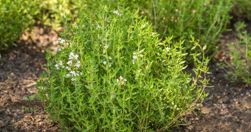Thyme Seeds - Common Thyme for Planting in Your Garden