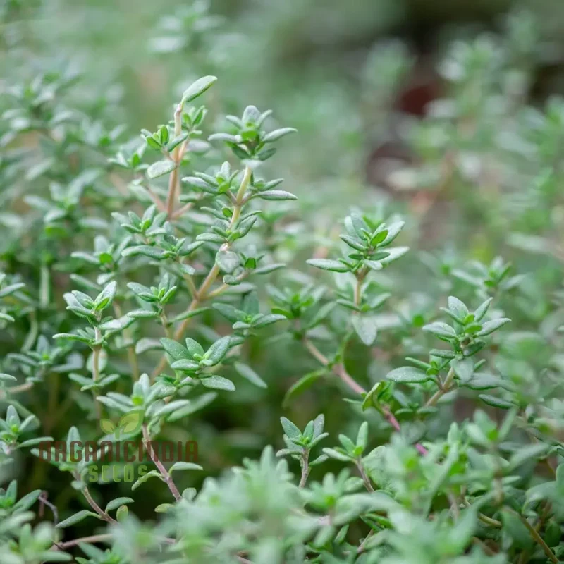 Thyme Seeds - Common Thyme for Planting in Your Garden