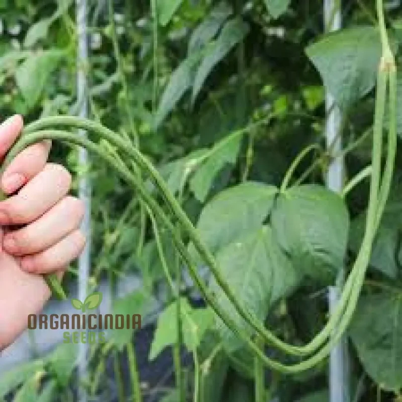 Snake Bean - Red Dragon Seeds for Planting in Your Garden | Premium Quality Seeds