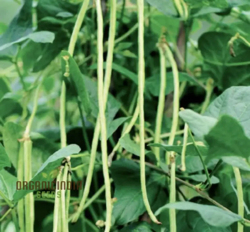 Snake Bean - Red Dragon Seeds for Planting in Your Garden | Premium Quality Seeds