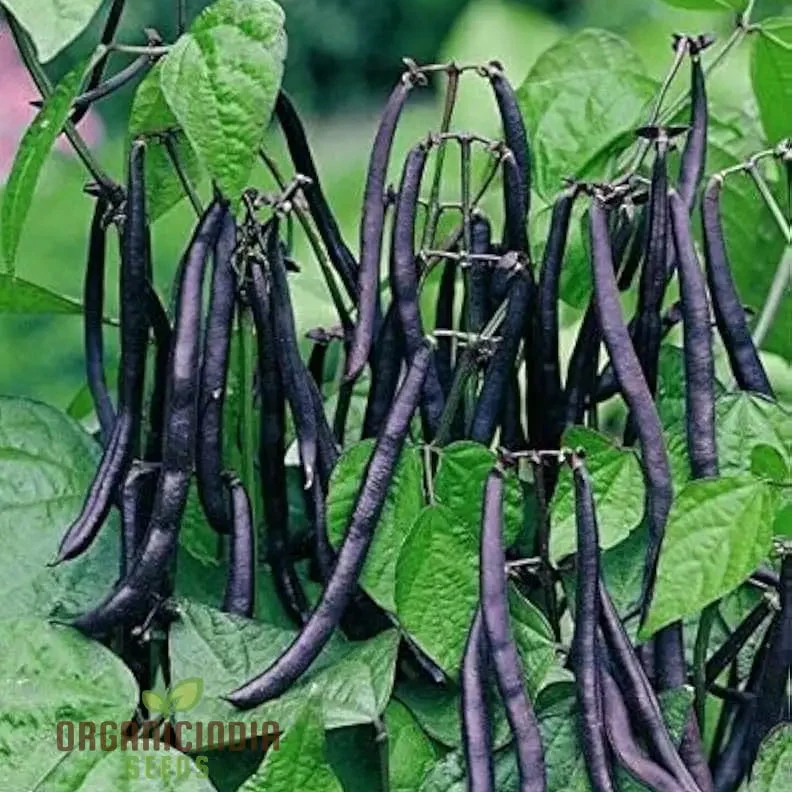 Dwarf French Bean Purple Teepee Seeds for Planting, Easy-to-Grow Vegetable Seeds Perfect for Home Gardens
