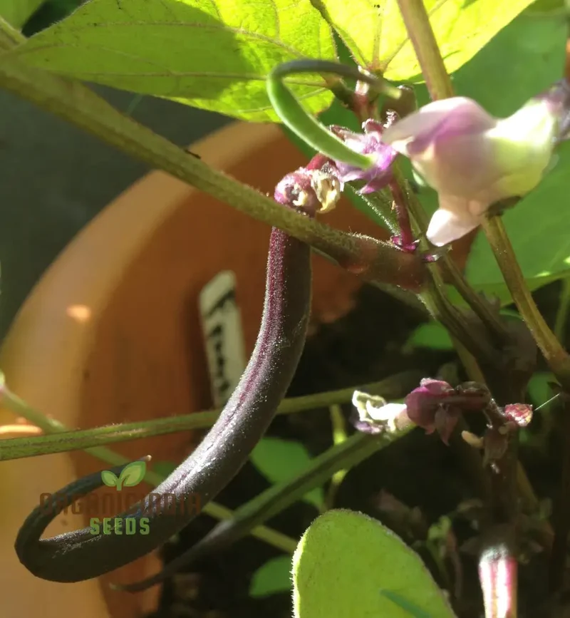 Dwarf French Bean Purple Teepee Seeds for Planting, Easy-to-Grow Vegetable Seeds Perfect for Home Gardens