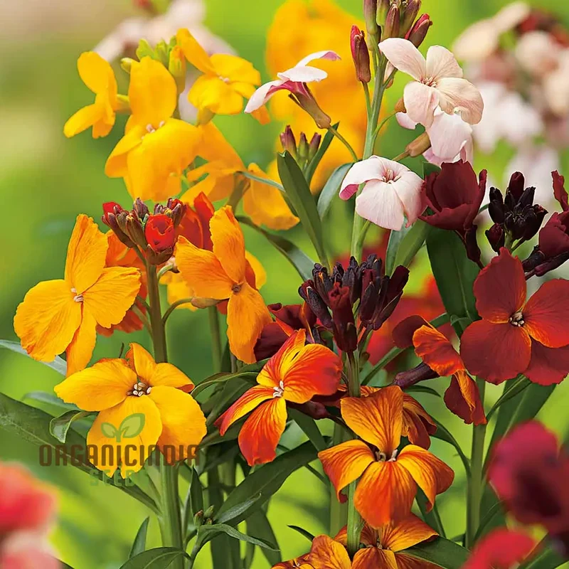 Wallflower Persian Carpet Flower Seeds For Planting, Vibrant and Colorful Wallflowers for a Beautiful Garden Carpet