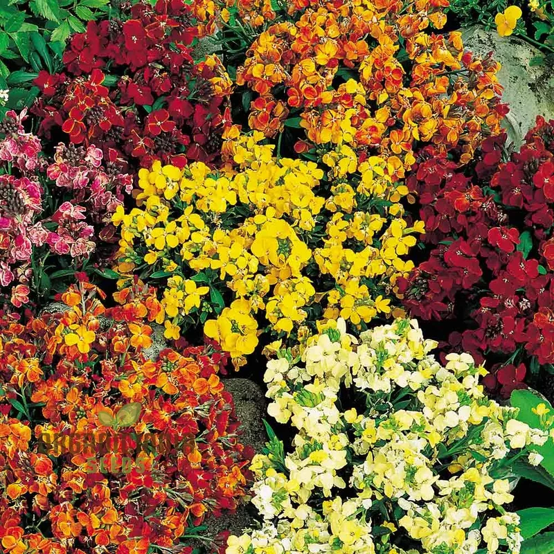 Wallflower Persian Carpet Flower Seeds For Planting, Vibrant and Colorful Wallflowers for a Beautiful Garden Carpet