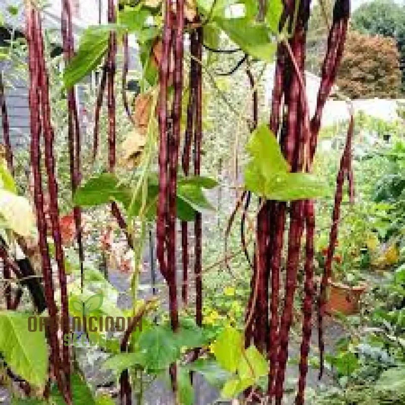 Dwarf Snake Bean Burgundy (Long Bean) Seeds - Premium Quality for Your Gardening Needs
