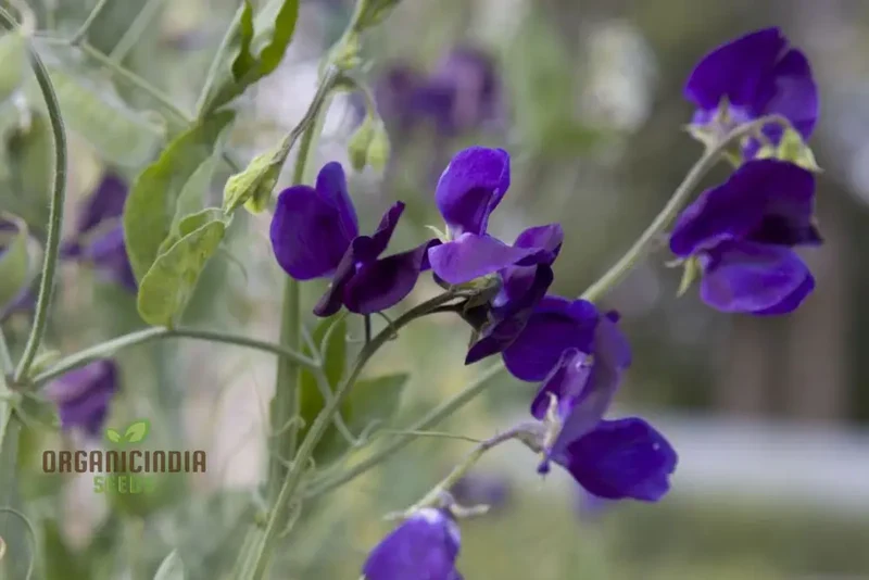 Sweet Pea Seeds - Royal Navy Blue Variety for Planting, Fragrant Flowers
