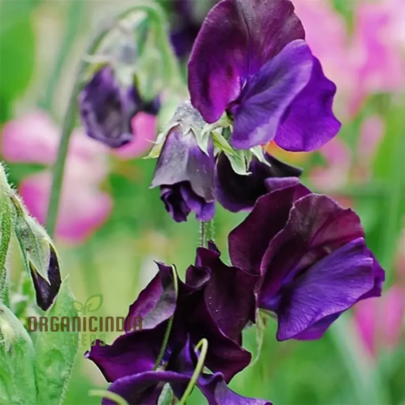 Sweet Pea Seeds - Royal Navy Blue Variety for Planting, Fragrant Flowers