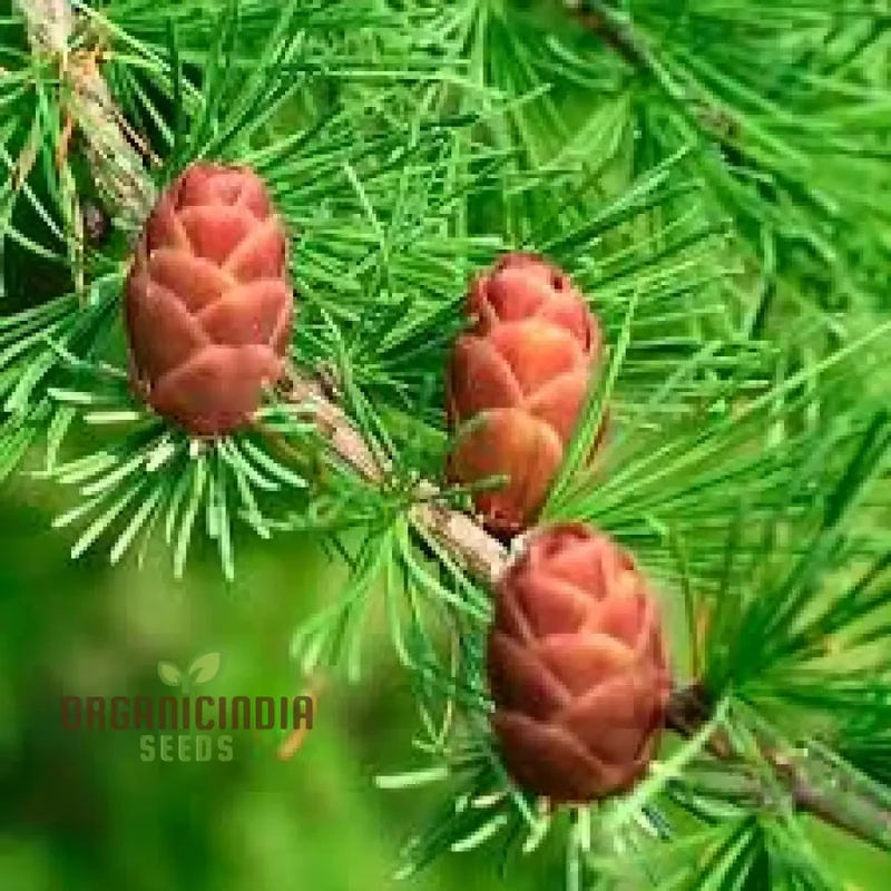 American Larch - Larix laricina Seeds | Planting Guide Included | Hardy Conifer for Landscaping and Gardens