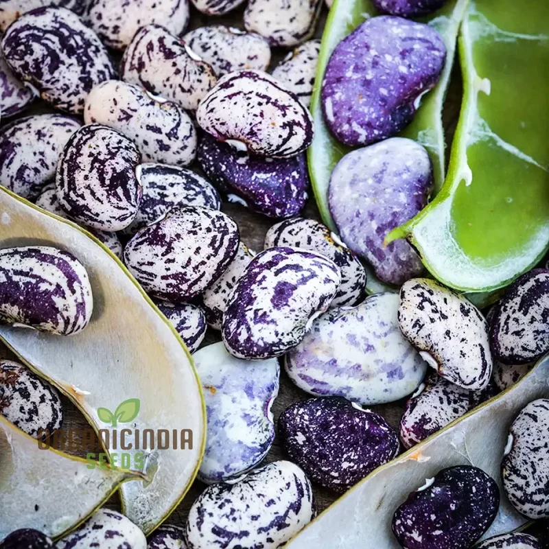 Madagascar Bean Seeds for Planting - High-Quality Organic Seeds