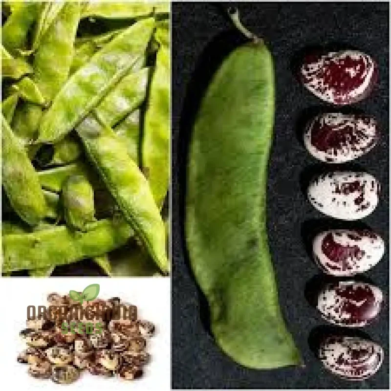 Madagascar Bean Seeds for Planting - High-Quality Organic Seeds