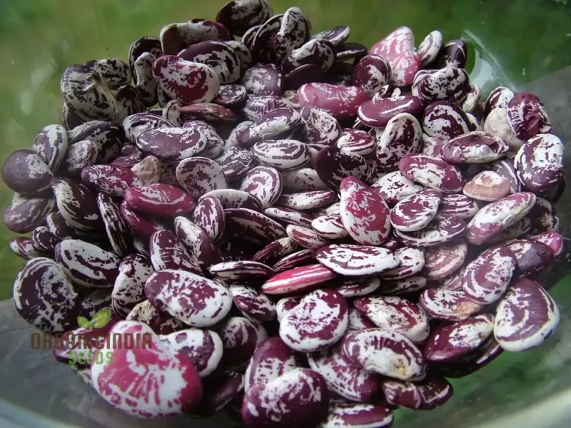 Madagascar Bean Seeds for Planting - High-Quality Organic Seeds