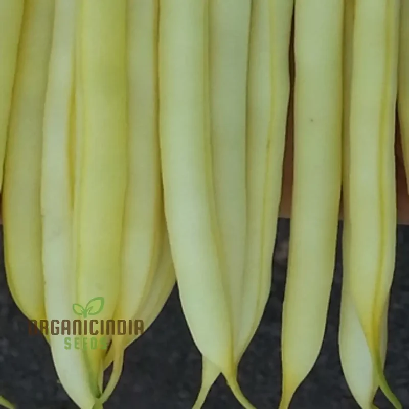Dwarf French Bean Dior Vegetable Seeds for Planting, Easy-to-Grow Seeds for Perfect Home Gardening