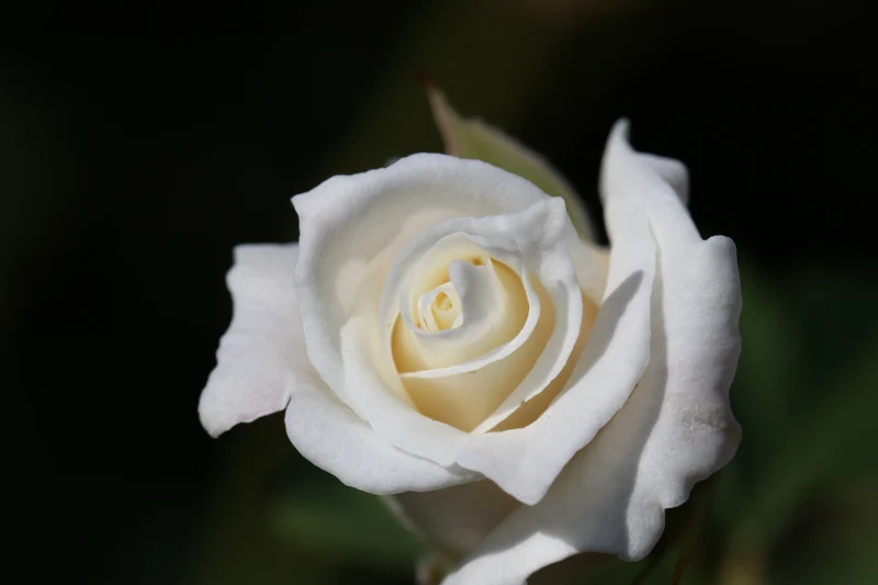Rosier hybride de thé ‘John F. Kennedy’ ( Rosa ‘John F. Kennedy’)