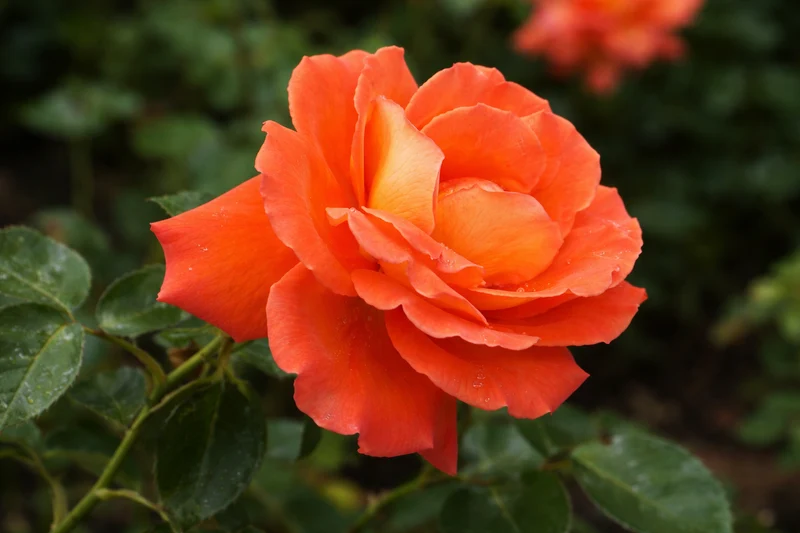 Rosier hybride de thé ‘Las Vegas’ ( Rosa ‘Las Vegas’)