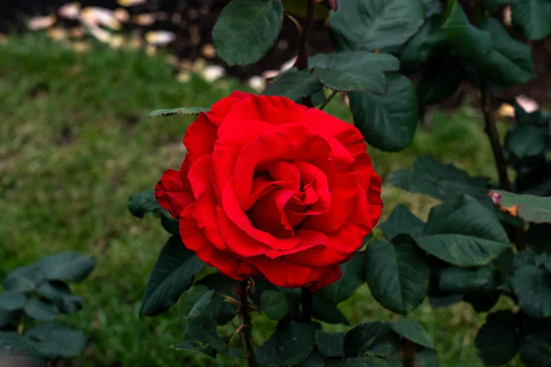 Rosier hybride de thé ‘Legends’ ( Rosa ‘Legends’)