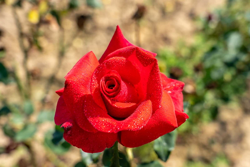 Rosier hybride de thé ‘Let Freedom Ring’ ( Rosa ‘Let Freedom Ring’)