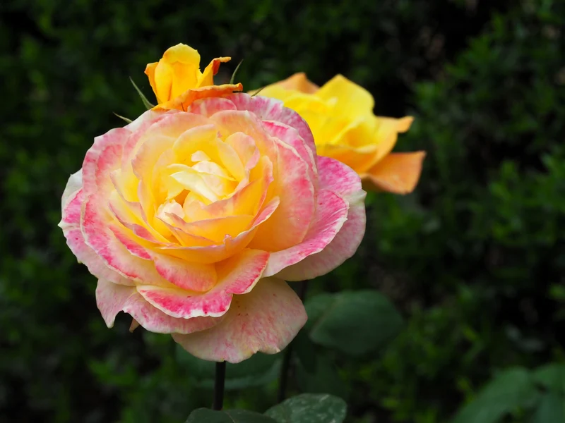 Rosier hybride de thé ‘Love & Peace’ ( Rosa ‘Love & Peace’)