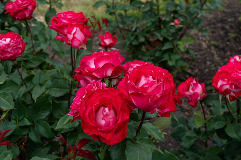 Rosier hybride de thé ‘Love at First Sight’ ( Rosa ‘Love at First Sight’)