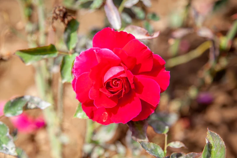 Rosier hybride de thé ‘M.S. Hershey’ ( Rosa ‘M.S. Hershey’)