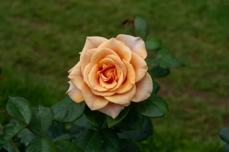 Rosier hybride de thé ‘Marilyn Monroe’ ( Rosa ‘Marilyn Monroe’)