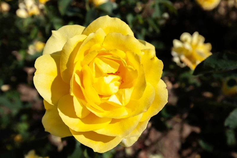 Rosier hybride de thé ‘Mellow Yellow’ ( Rosa ‘Mellow Yellow’)