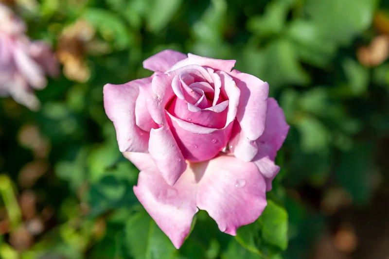 Rosier hybride de thé ‘Memorial Day’ ( Rosa ‘Memorial Day’)