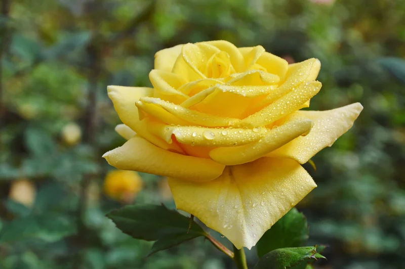Rosier hybride de thé ‘Midas Touch’ ( Rosa ‘Midas Touch’)