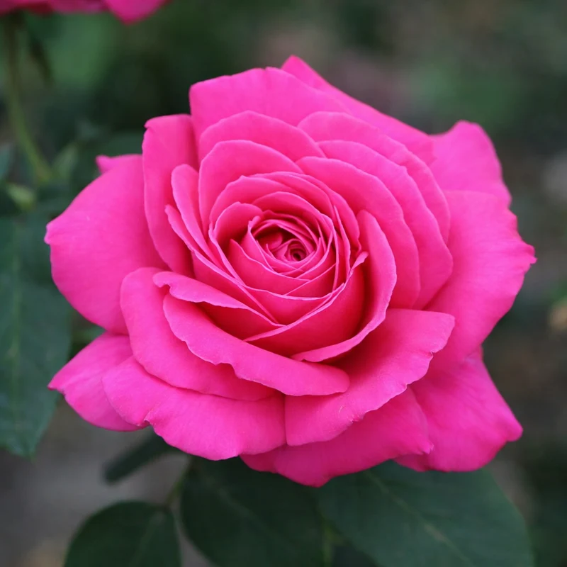Rosier hybride de thé ‘Miss All-American Beauty’ ( Rosa ‘Miss All-American Beauty’)