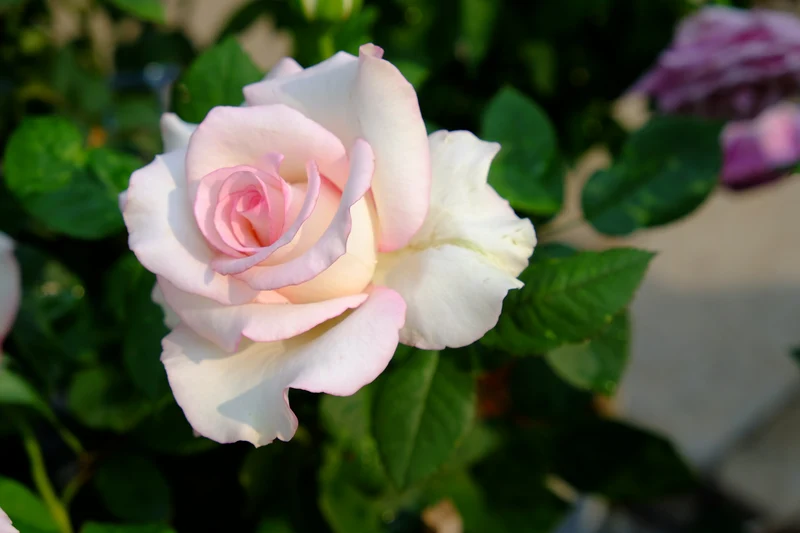 Rosier hybride de thé ‘Moonstone’ ( Rosa ‘Moonstone’)