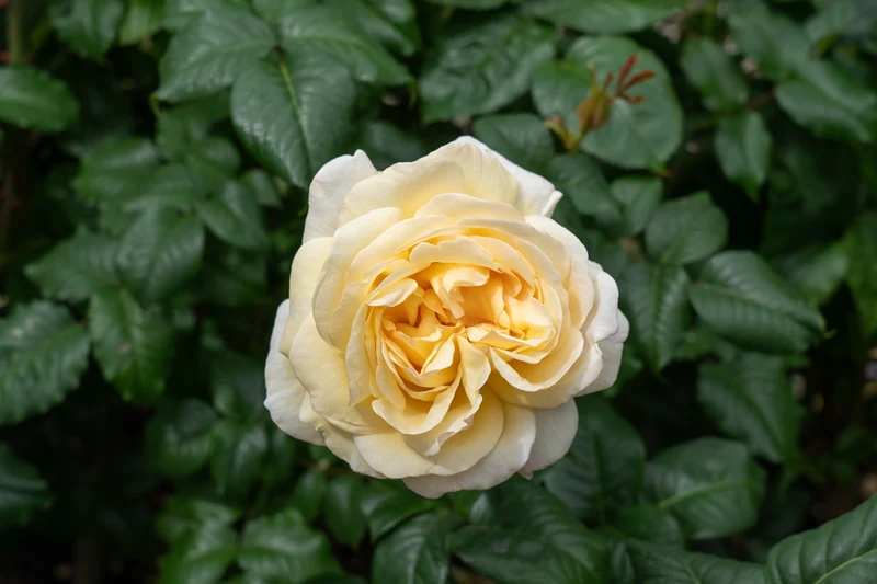 Rosier hybride de thé ‘Moonlight Romantica’ ( Rosa ‘Moonlight Romantica’)