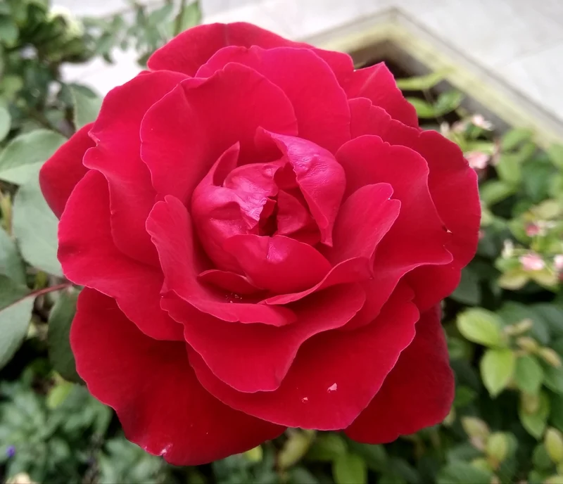 Rosier hybride de thé ‘Mr. Lincoln’ ( Rosa ‘Mr. Lincoln’)