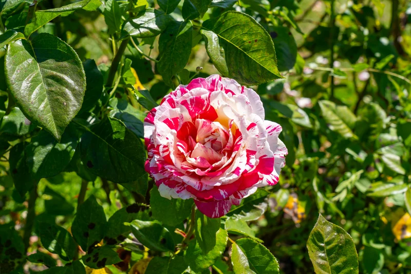 Rosier hybride de thé ‘Neil Diamond’ ( Rosa ‘Neil Diamond’)