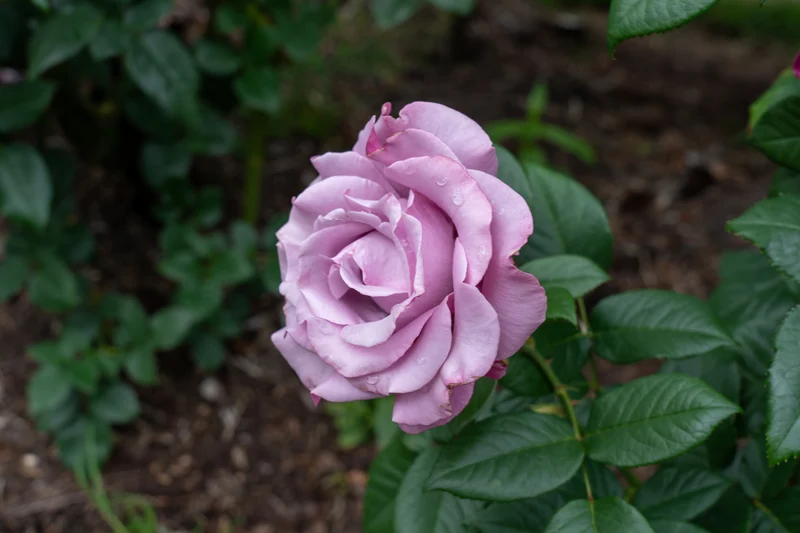 Rosier hybride de thé ‘Neptune’ ( Rosa ‘Neptune’)