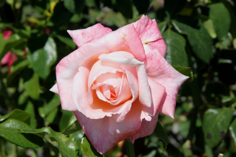 Rosier hybride de thé ‘New Zealand’ ( Rosa ‘New Zealand’)