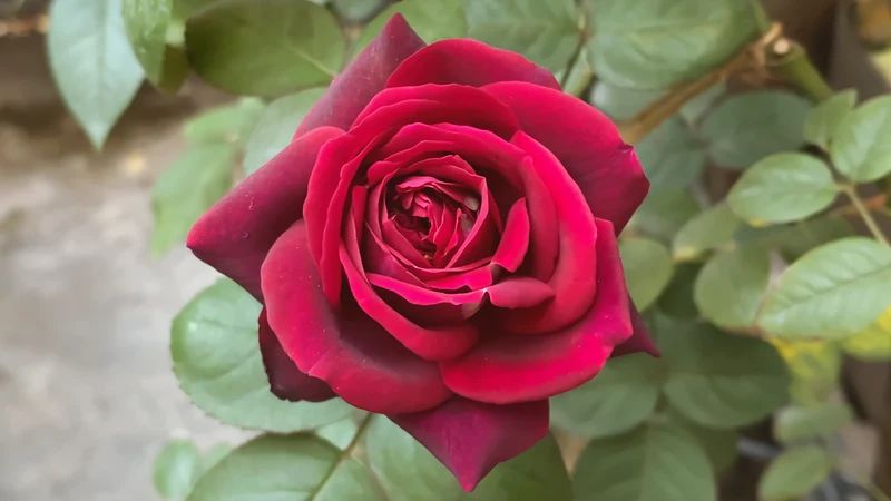 Rosier hybride de thé ‘Oklahoma’ ( Rosa ‘Oklahoma’)
