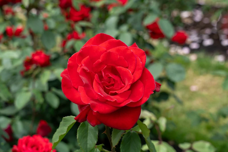 Rosier hybride de thé ‘Olympiad’ ( Rosa ‘Olympiad’)