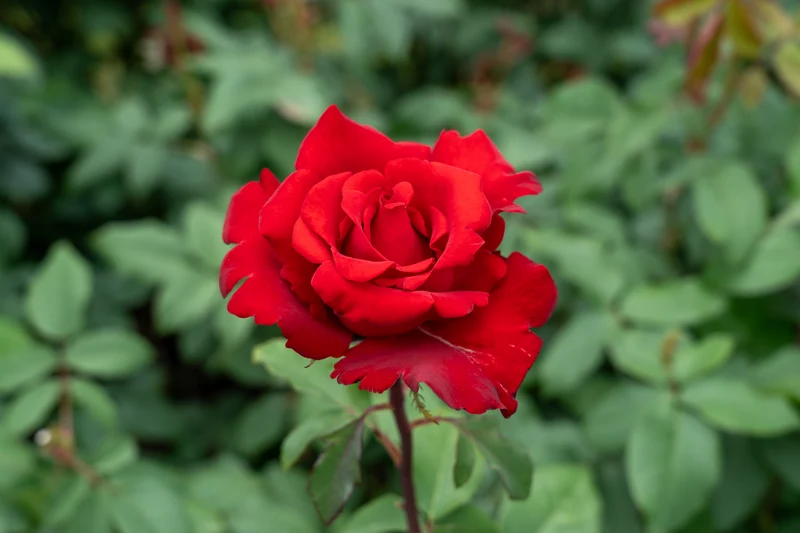 Rosier hybride de thé ‘Opening Night’ ( Rosa ‘Opening Night’)