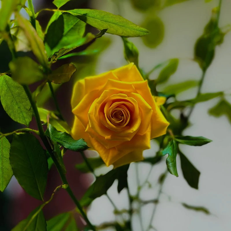 Rosier hybride de thé ‘Oregold’ ( Rosa ‘Oregold’)