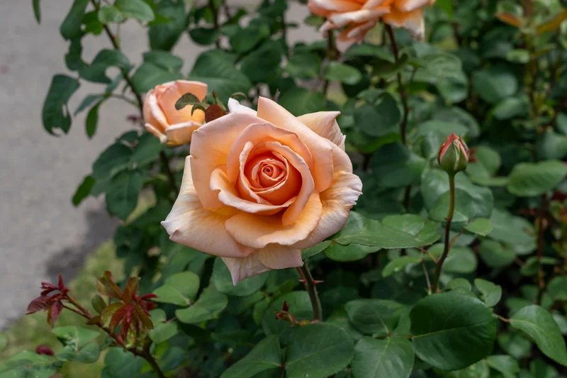 Rosier hybride de thé ‘Over The Moon’ ( Rosa ‘Over The Moon’)